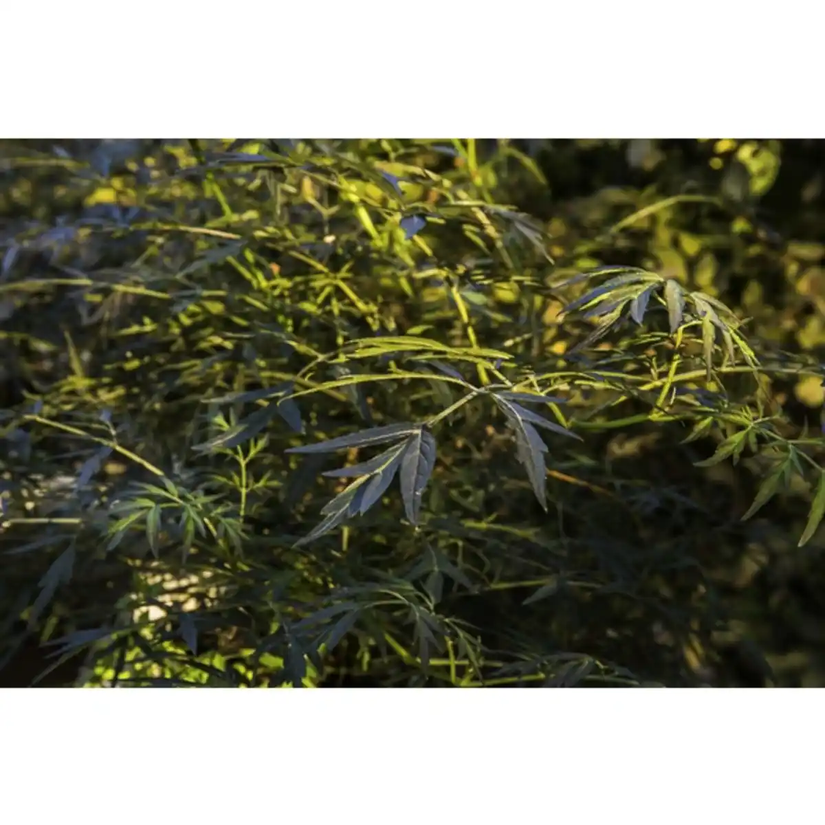 Bild 2 von Rotlaubiger Holunder, Sambucus nigra »Black Lace«, Blätter: rot/schwarz, Blüten: rosa