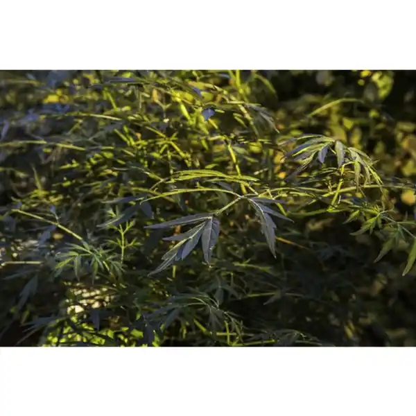 Bild 2 von Rotlaubiger Holunder, Sambucus nigra »Black Lace«, Blätter: rot/schwarz, Blüten: rosa