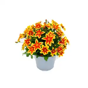 Gänseblümchen »Carribean Fire«, buschig, zweifarbig