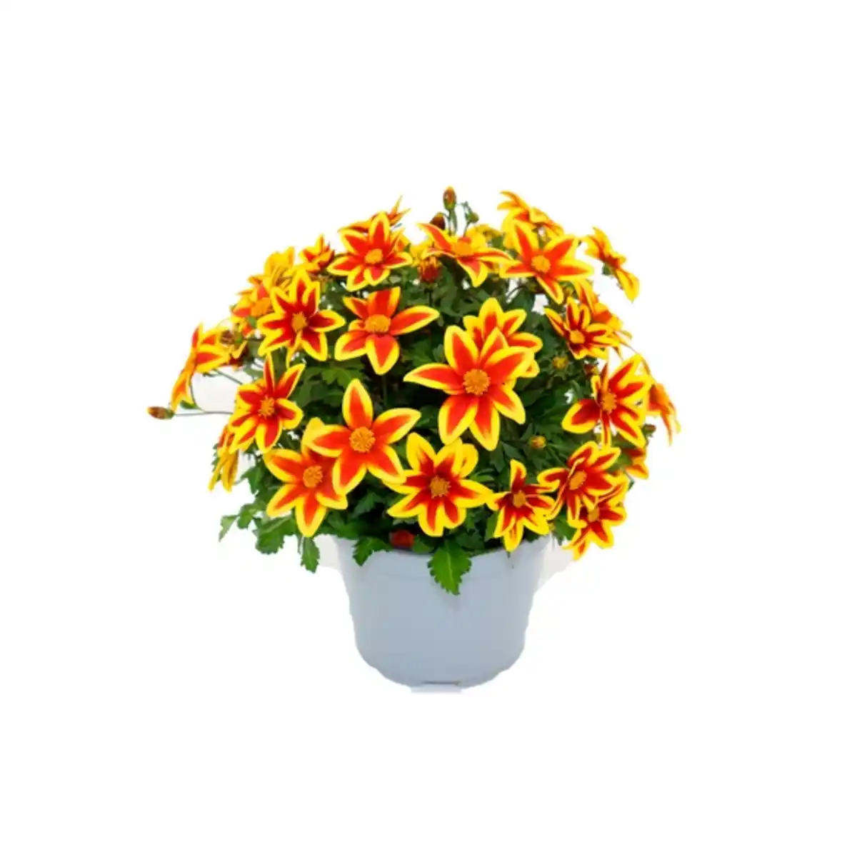 Bild 1 von Gänseblümchen »Carribean Fire«, buschig, zweifarbig