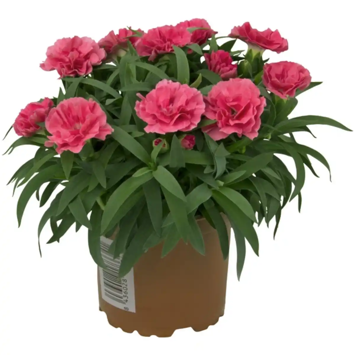 Bild 2 von Landnelke, Dianthus caryophyllus, Blüte: mehrfarbig