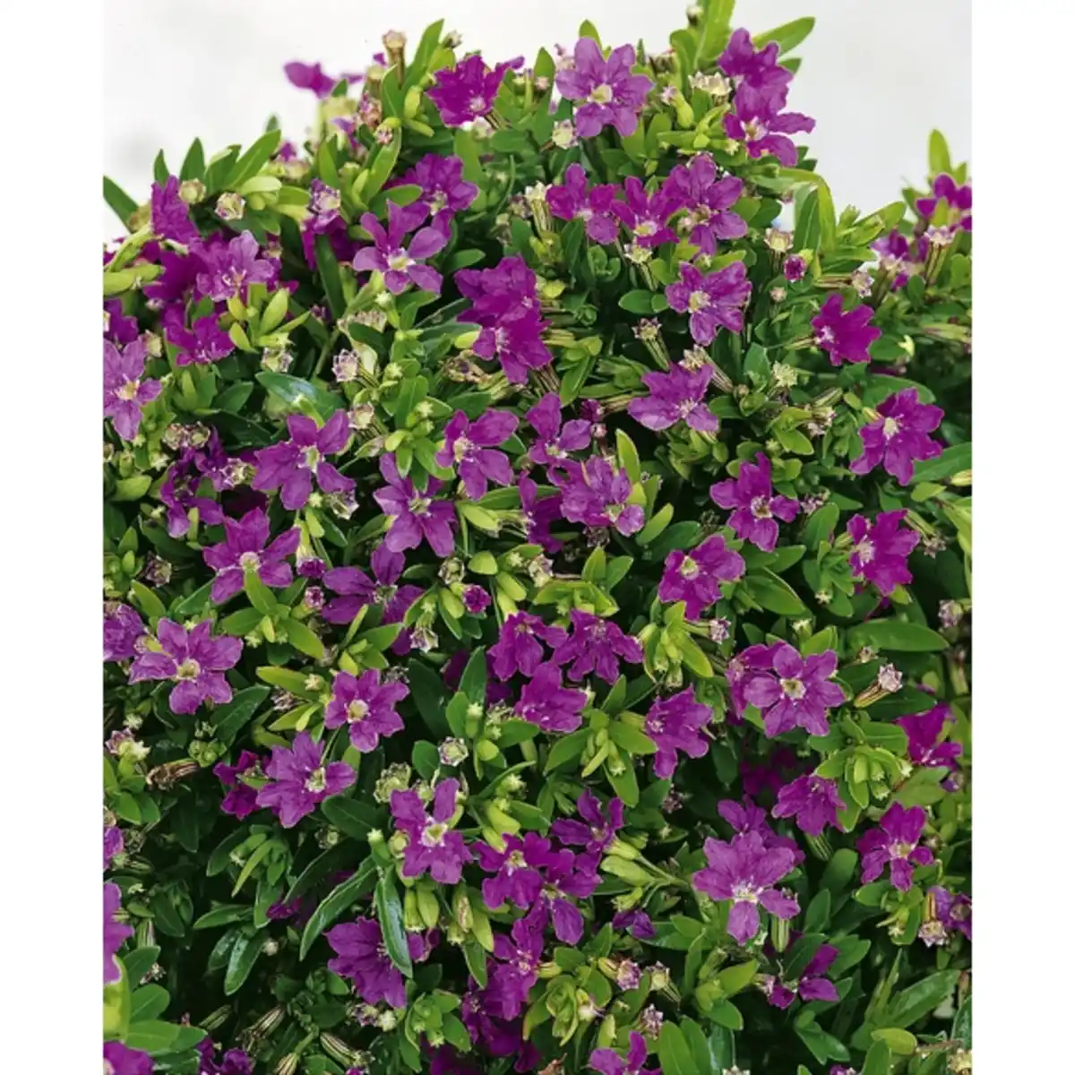 Bild 1 von Scheinmyrthe, hyssopifolia Cuphea »Cuphea«