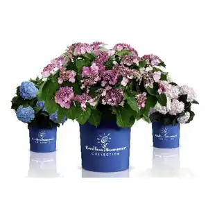 Ballhortensie macrophylla Hydrangea »Endless Summer The Bride«