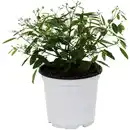 Bild 1 von Zauberschnee, Chamaesyce hypericifolia