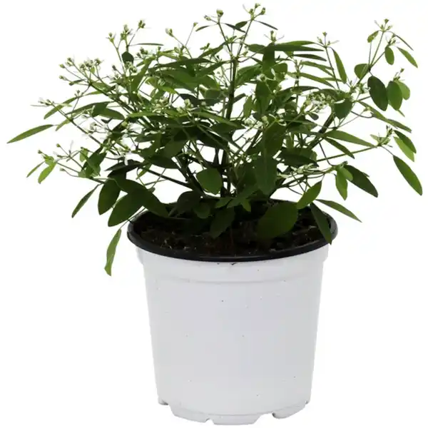 Bild 1 von Zauberschnee, Chamaesyce hypericifolia