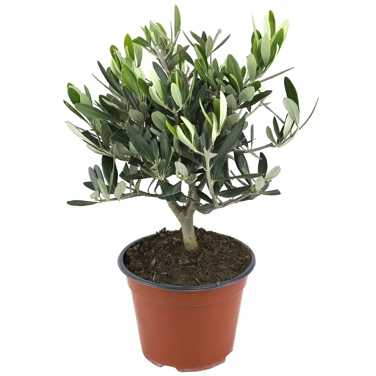 Bild 1 von toom Olivenbusch 14 cm Topf