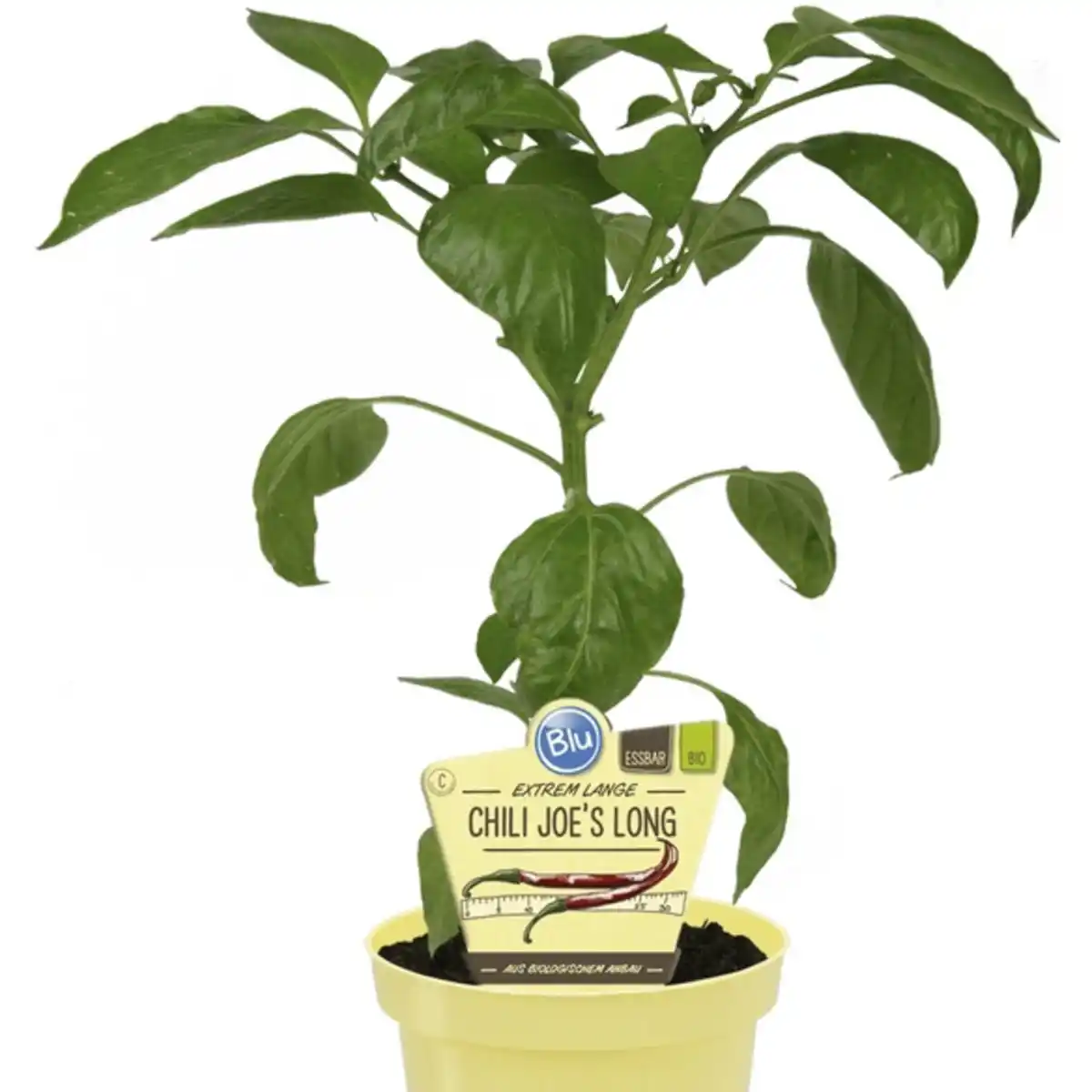 Bild 1 von Chili »Joes Long«, Ø12cm-Topf, bio