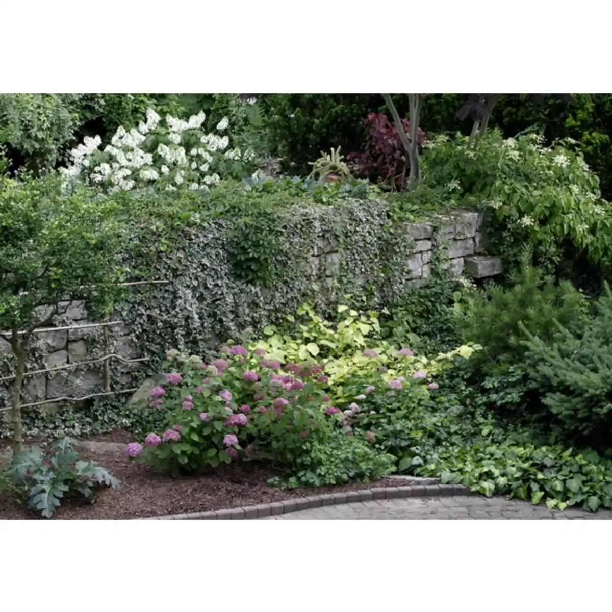 Bild 2 von Ballhortensie macrophylla Hydrangea »Endless Summer«