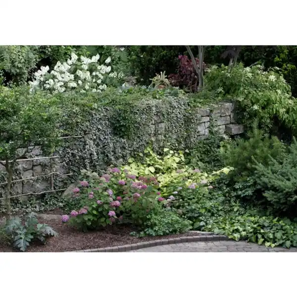 Bild 2 von Ballhortensie macrophylla Hydrangea »Endless Summer«