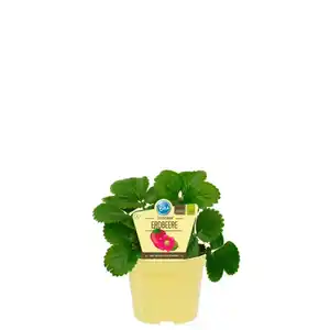 Erdbeere »Toscana«, Ø12 cm-Topf, rosa blühend, bio