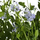 Bild 3 von Säckelblume, Ceanothus impressus »Victoria«, Blätter: grün, Blüten: blau