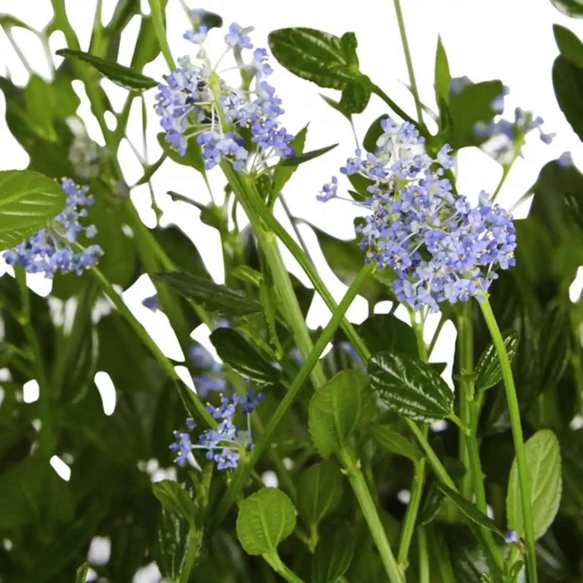 Bild 3 von Säckelblume, Ceanothus impressus »Victoria«, Blätter: grün, Blüten: blau