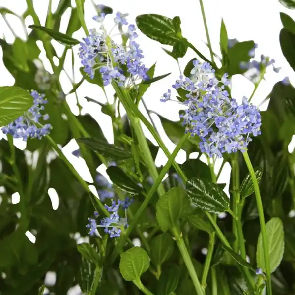 Bild 3 von Säckelblume, Ceanothus impressus »Victoria«, Blätter: grün, Blüten: blau