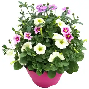 Trio-Mix 'Confetti Garden' Ton in Ton 19 cm Topf