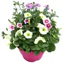 Bild 1 von Trio-Mix 'Confetti Garden' Ton in Ton 19 cm Topf