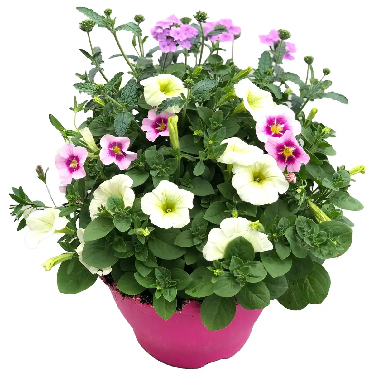Bild 1 von Trio-Mix 'Confetti Garden' Ton in Ton 19 cm Topf