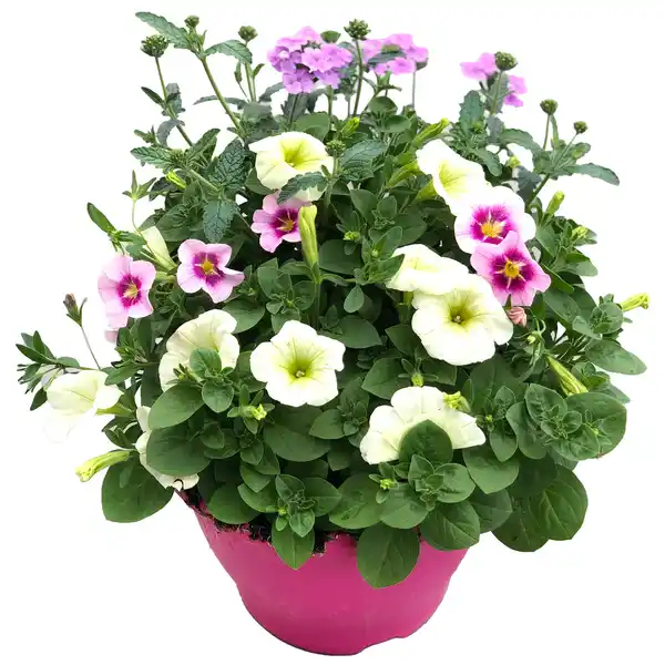 Bild 1 von Trio-Mix 'Confetti Garden' Ton in Ton 19 cm Topf