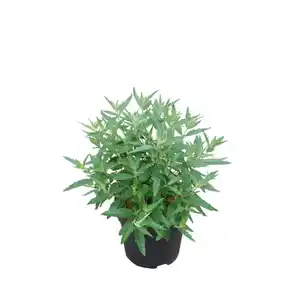 Bartblume, mehrjaehrig, blau