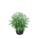 Bild 1 von Bartblume, mehrjaehrig, blau