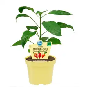 Chili, Ø12cm-Topf, bio