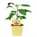 Bild 1 von Chili, Ø12cm-Topf, bio