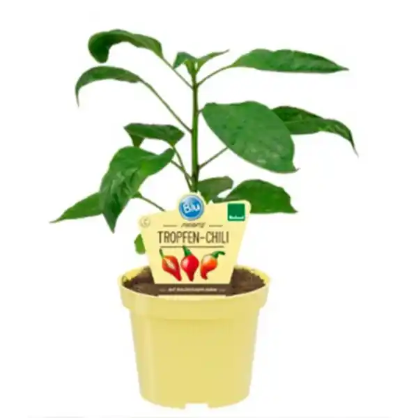 Bild 1 von Chili, Ø12cm-Topf, bio