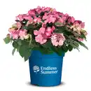 Bild 2 von Bauernhortensie, Hydrangea macrophylla »Pop Star«, Vielblüher, aktuelle Pflanzenhöhe: 30 cm