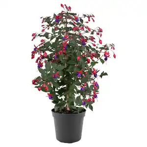 GARDENLINE Fuchsienstämmchen