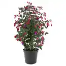 Bild 1 von GARDENLINE Fuchsienstämmchen