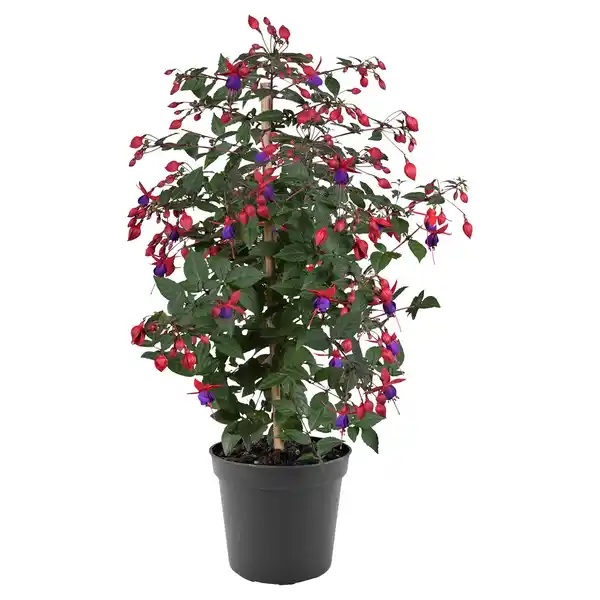 Bild 1 von GARDENLINE Fuchsienstämmchen