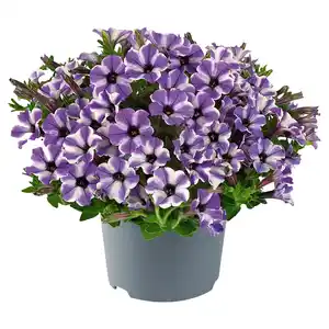 GARDENLINE Beetpflanzen blau 1