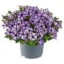Bild 1 von GARDENLINE Beetpflanzen blau 1