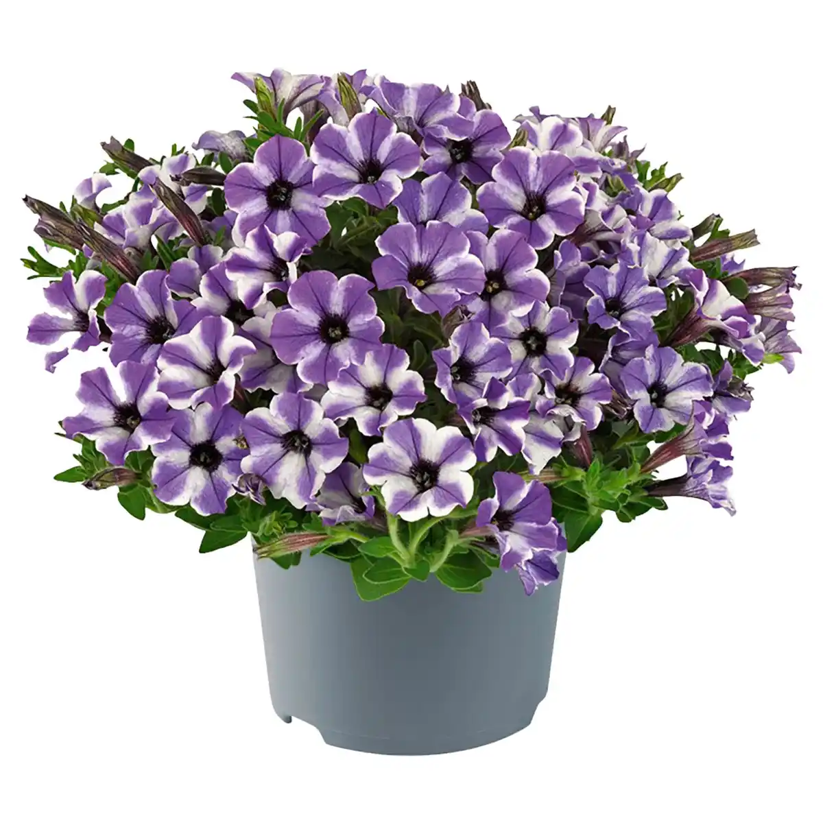 Bild 1 von GARDENLINE Beetpflanzen blau 1