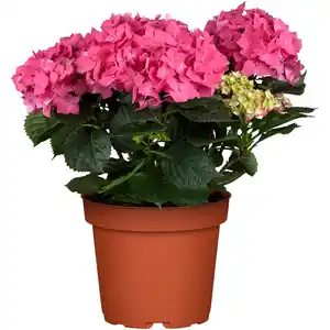 toom Bauernhortensie mit 5-6 Blüten verschiedene Farben 19 cm Topf