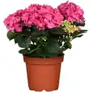 Bild 1 von toom Bauernhortensie mit 5-6 Blüten verschiedene Farben 19 cm Topf