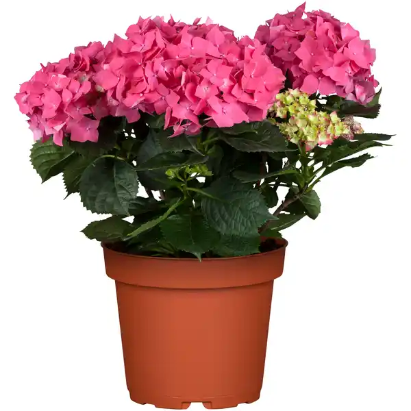 Bild 1 von toom Bauernhortensie mit 5-6 Blüten verschiedene Farben 19 cm Topf