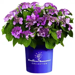 Ballhortensie macrophylla Hydrangea »Endless Summer«