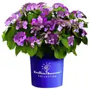 Bild 1 von Ballhortensie macrophylla Hydrangea »Endless Summer«