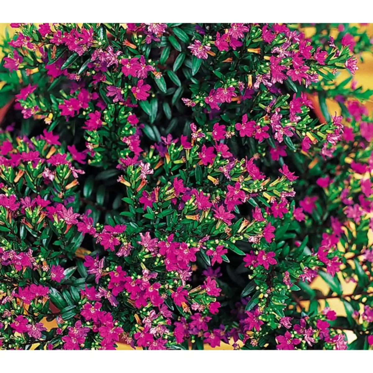 Bild 2 von Scheinmyrthe, hyssopifolia Cuphea »Cuphea«