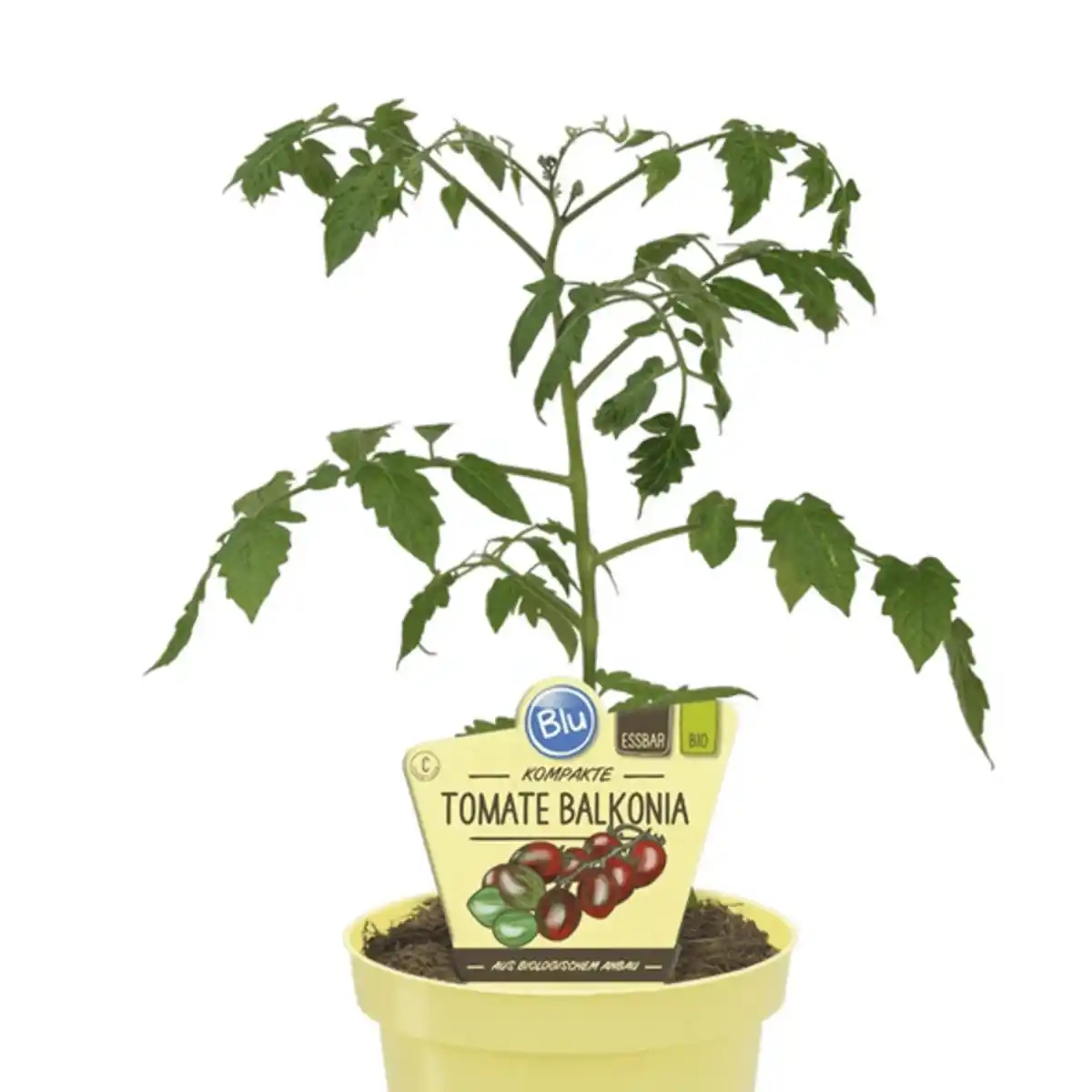 Bild 3 von Tomate »Balkonia«, Ø12cm-Topf, bio