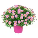 Bild 1 von GARDENLINE Marg. Busch rosa