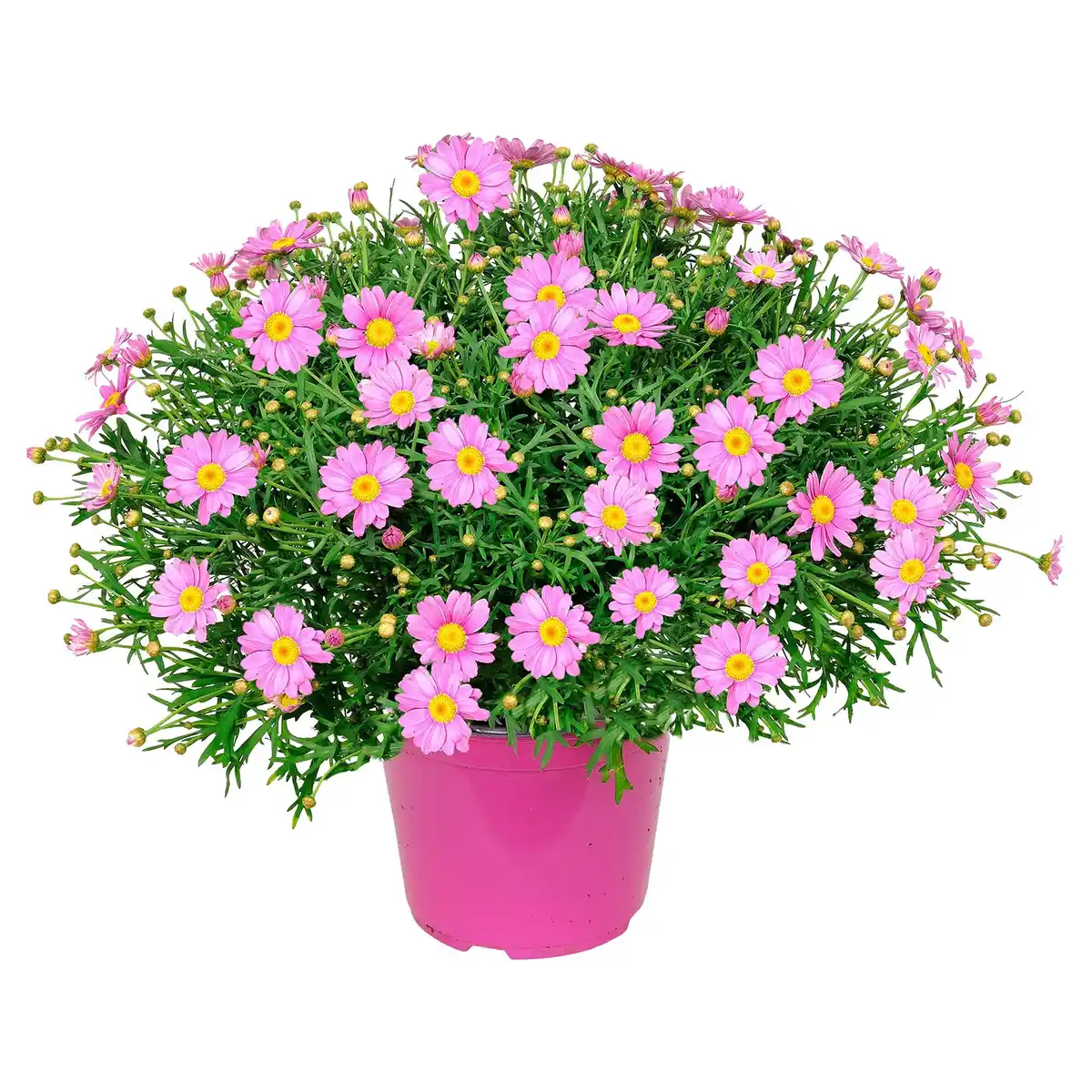 Bild 1 von GARDENLINE Marg. Busch rosa