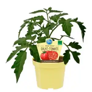 Tomate »Rose Crush«, Ø12cm-Topf, bio
