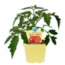 Bild 1 von Tomate »Rose Crush«, Ø12cm-Topf, bio