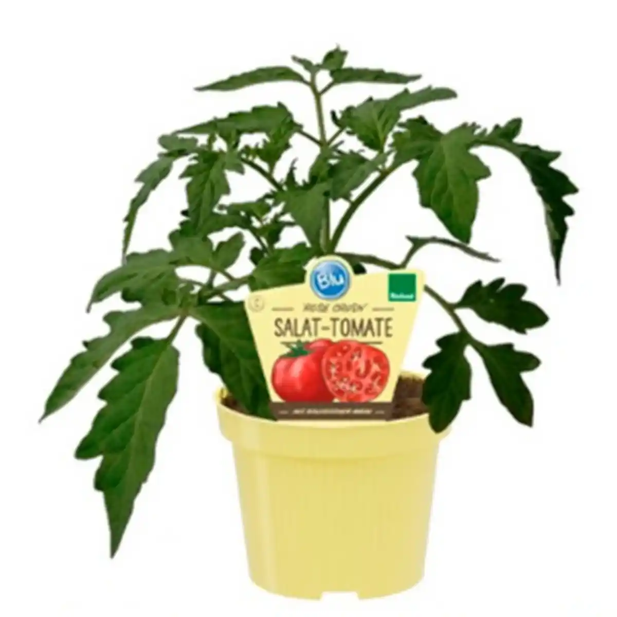 Bild 1 von Tomate »Rose Crush«, Ø12cm-Topf, bio