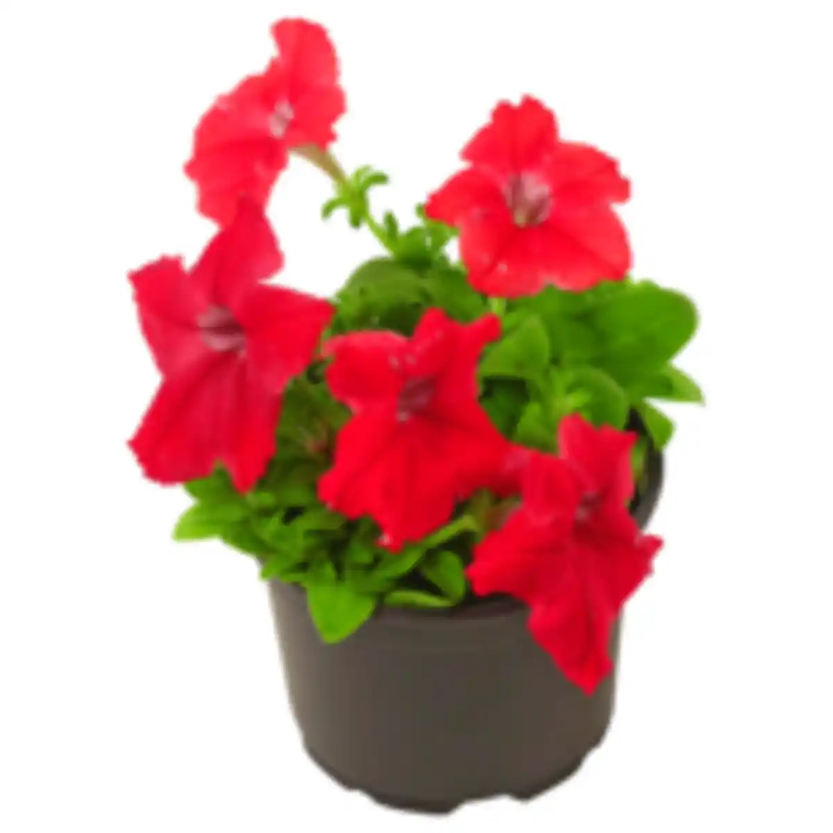 Bild 1 von Beet- oder Balkonpflanzen