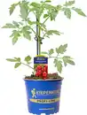Bild 1 von Gemüsepflanze veredelte Sorten Tomate 12 cm Topf