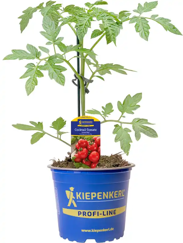 Bild 1 von Gemüsepflanze veredelte Sorten Tomate 12 cm Topf