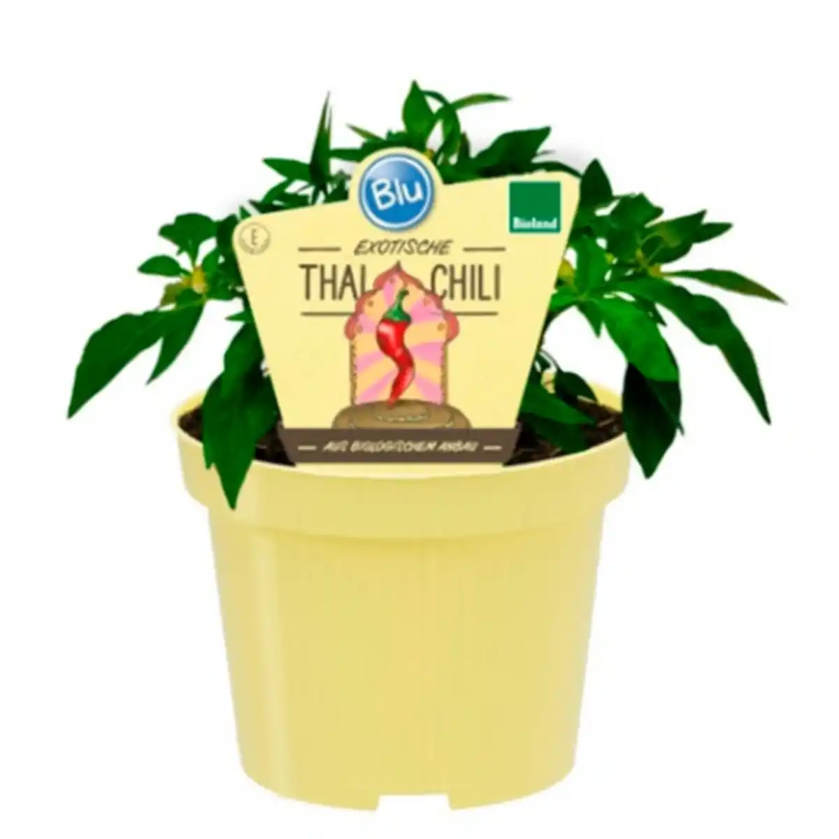Bild 1 von Chili »Thai«, Ø12cm-Topf, bio