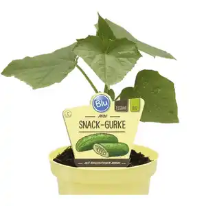 Gurke, Ø12cm-Topf, bio